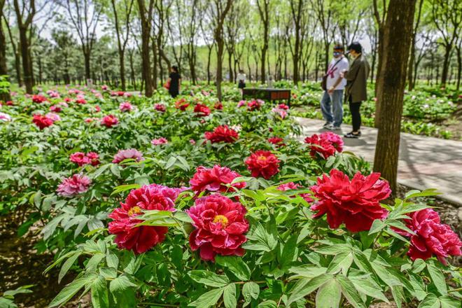 2：三大+书市+特色小镇打卡文旅新地标AG真人旗舰厅120小时玩转副中心-(图10)
